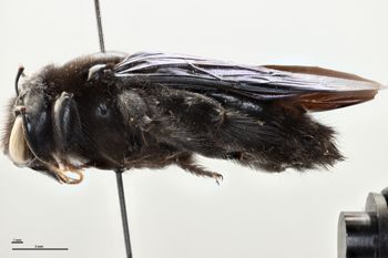 Media type: image;   Entomology 815964 Aspect: habitus lateral view